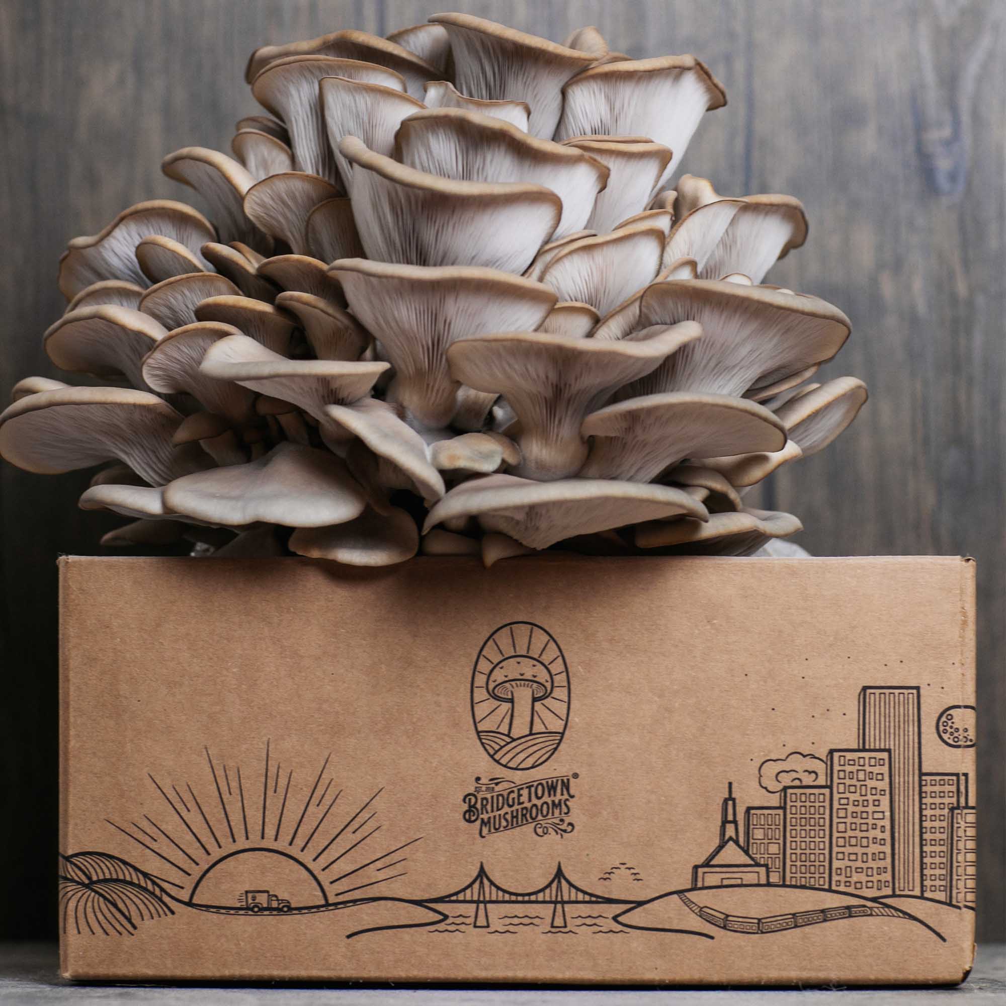 Mushroom Grow Kits - by Bridgetown Mushrooms