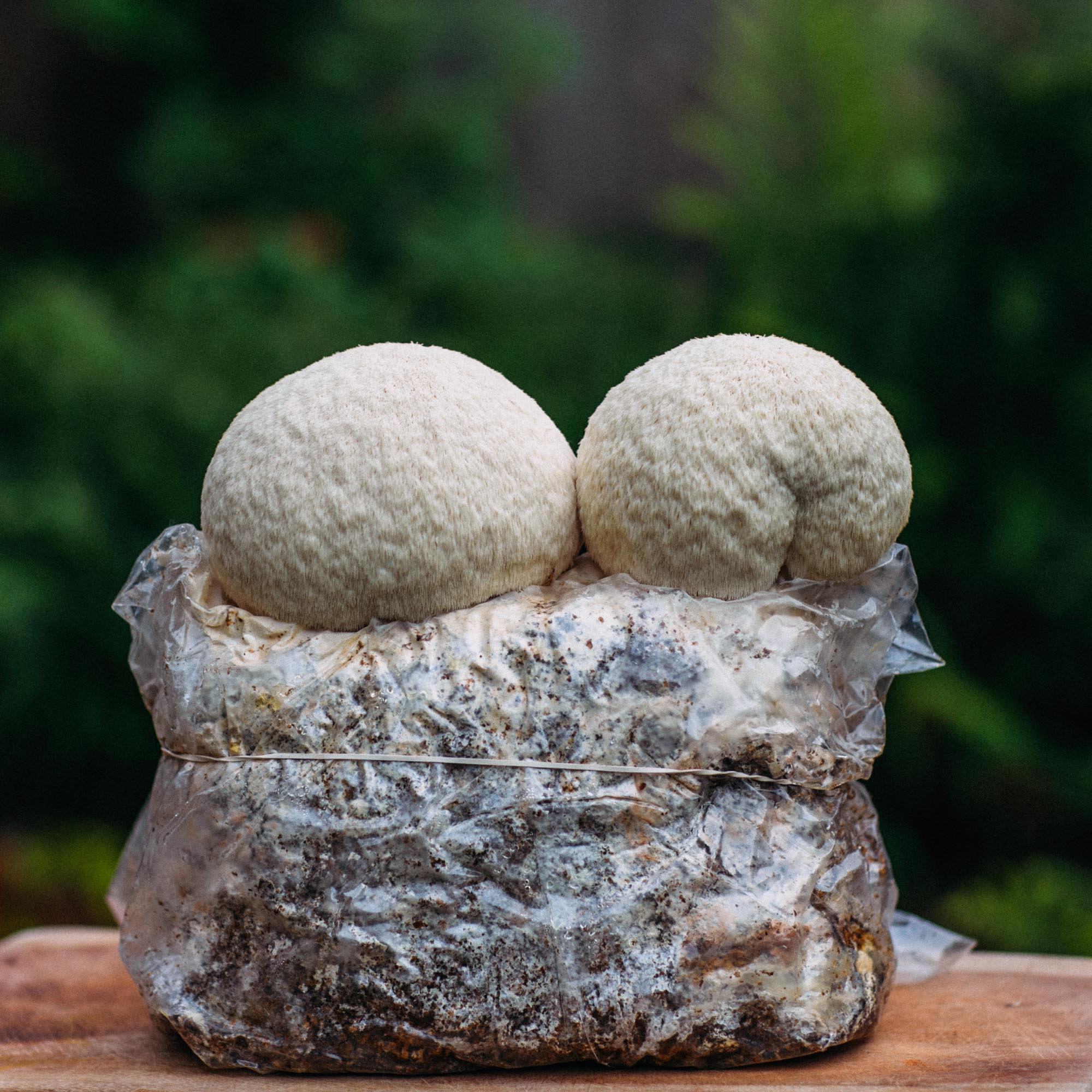Mushroom Grow Kits - by Bridgetown Mushrooms